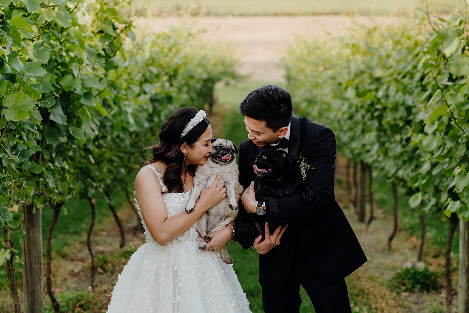 A bride and groom holding their pet pugs during their wedding portrait photoshoot at Vilagrad Winery, photographed by Haley Adele Photography