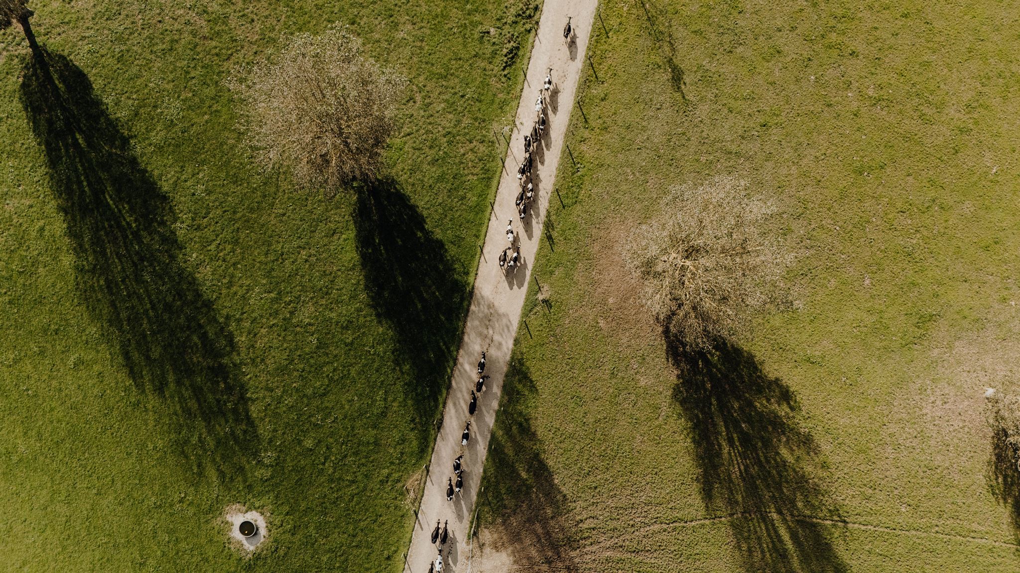 Aerial drone view of dairy cows walking along a farm race surrounded by Waikato farmland